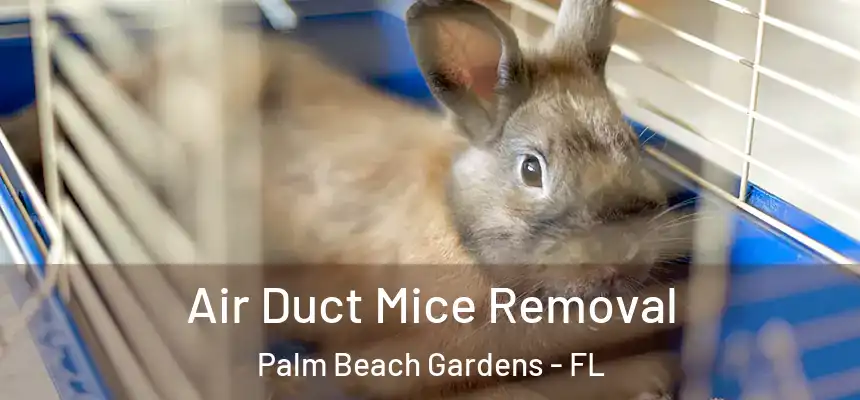  Air Duct Mice Removal Palm Beach Gardens - FL